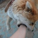 마뜨료쉬카 이미지