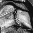 링크늘푸른동물병원 이미지