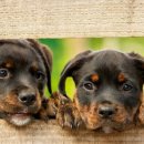 천창일농장 이미지