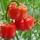 운봉농협 농산물산지유통센터 이미지