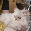 알았당개 이미지