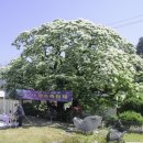 신천리-1 이미지