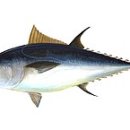 - 대서양참다랑어 Tuna, Bluefin 이미지