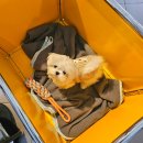 pet63거6664 | 경산 애견동반 브런치 카페 그랜드대디, 분위기까지 최고