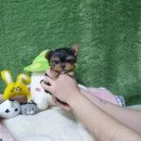 애견왕국 이미지