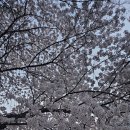 페리카나치킨호프 - 대덕구 중리남로 20 | 페리카나치킨호프