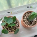 중앙화원 | 또 갔다 왔다! 일산 월간화원, 식물 쇼핑과 지옥의 분갈이🪴