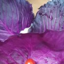 영동군치매안심센터 이미지