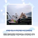 해돋이마을 | 당진애견동반 서해안 해돋이명소 왜목마을 실패후기 및 방문꿀팁
