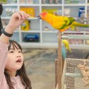 패럿 ( PARROT ) | 인천 앵무새 카페 리프패럿 분양 검단 아이와 실내 체험