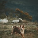 종식축산 이미지