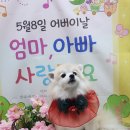 몽실이 이미지