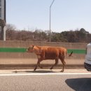 송아지농장 이미지