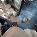 제이앤제이애견 이미지