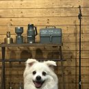 댕올라 | [홍천] 강아지펜션 애견펜션 독채펜션 '댕올라' 후기