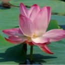 칠괴 우림필유 이미지