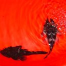 디스커스코리아 이미지