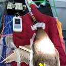 동물병원 왓슨 이미지