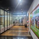 캣라운지 | 경산 고양이 카페 부타캣 아이와 실내 가볼만한곳 힐링 후기
