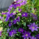 클레마티스 이미지