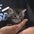 대구고양이분양 도레미캣 이미지