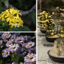 가을 단풍과 국화가 있는 가을 여행 이미지