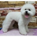 구름이네 애견미용 이미지