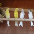 카나리아 이미지