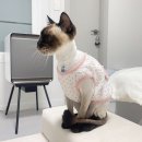 발라당냥 이미지