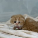 김포고양이가정분양 라라캣츠 이미지