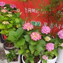 스타복권방 이미지