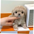 퍼피얌 그루밍 | 청라에서 만난 사랑스러운 말티푸, 퍼피에몽 후기