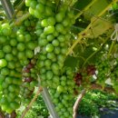 학당농장 이미지