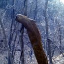 뿌리농산물