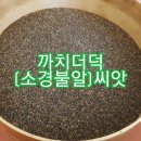 슈퍼으뜸백도라지 및 까치더덕 씨앗판매 이미지