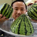 수박