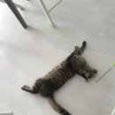 (주)야옹아멍멍해봐펫 강아지고양이 청주분평점 | 고양이간식 마도로스펫 북어스틱 급여후기