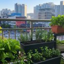 왕초보도 가능한 텃밭 가꾸기 | 도시 텃밭으로 시작하는 귀농 준비｜작은 텃밭 운영 완전 가이드