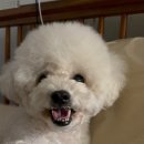 내가 누구개? 이미지