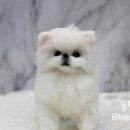보듬펫 이미지