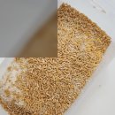 향진먹거리 | 한음미가 우리쌀 백미, 맛과 품질 모두 잡은 쌀 후기