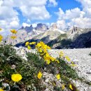 고산양귀비(Papaver alpinum) 이미지