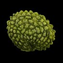 백두대간 자생씨앗 아름다움에 반하다 이미지