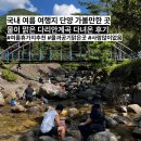 단양 가볼만한 곳 국내여름여행지추천 다리안계곡 다녀온 후기