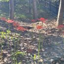 양을산산림욕장 이미지