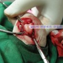 용인센트럴동물병원 이미지