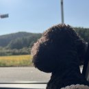 태안 애견동반 신축펜션, 미온수 풀장이 있는 나인독스펜션 다녀왔어요 🐶