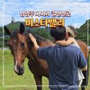카페비스타 | 남양주 아기랑 갈만한곳 추천 비스타밸리 방목 말 체험 카페 방문후기