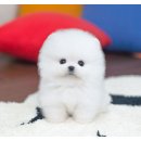 유앤미펫 고양이분양 강아지분양 인천본점 이미지