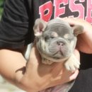 넥서스켄넬 이미지